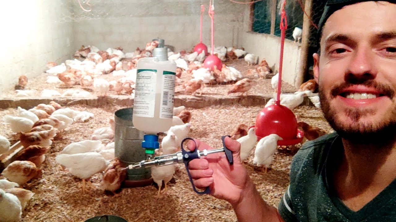 Dia todo de vacinação por aqui! Com 45 dias aplicamos mais 3 vacinas! 💉🐥🐓