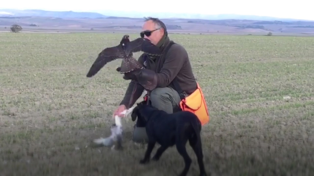 Cetrer&iacute;a entrenamiento cachorro pointer y pollo de peregrino
