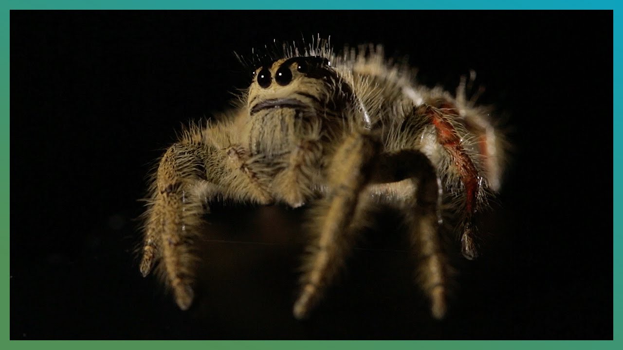Worlds Biggest Jumping Spider In Slow Motion | The Travel Edit