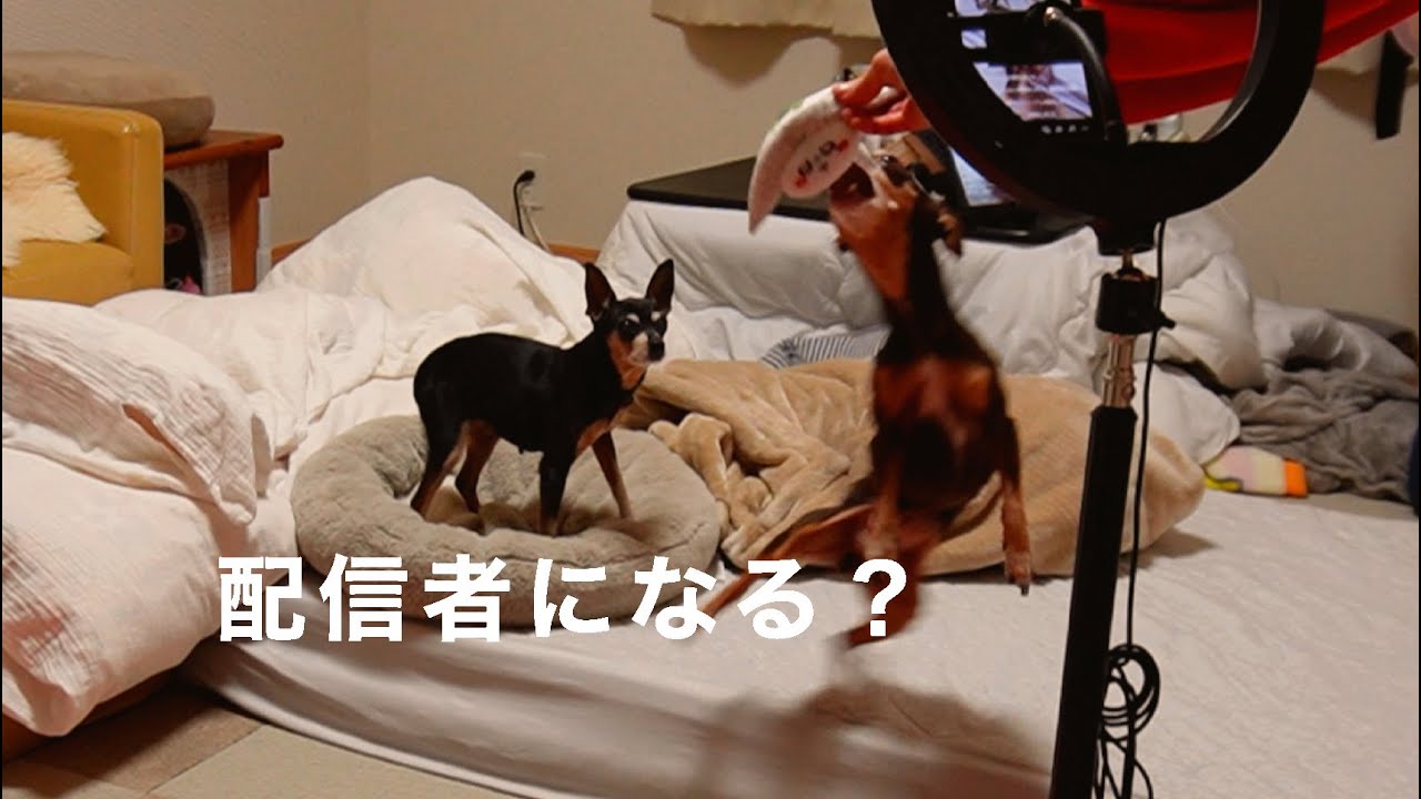 ミニピンシニアとTikTokライブやってみた！