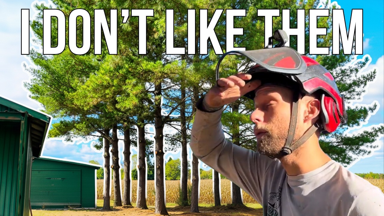 The Truth About Michigan’s State Tree | White Pine Explained