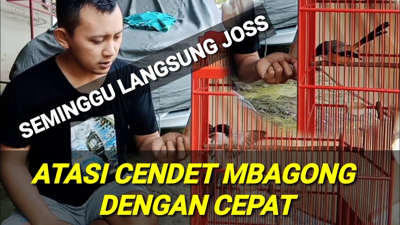 CARA MENGATASI CENDET MBAGONG, NGEMBUNG, MBALON DAN MACET BUNYI, ampuuhhhh