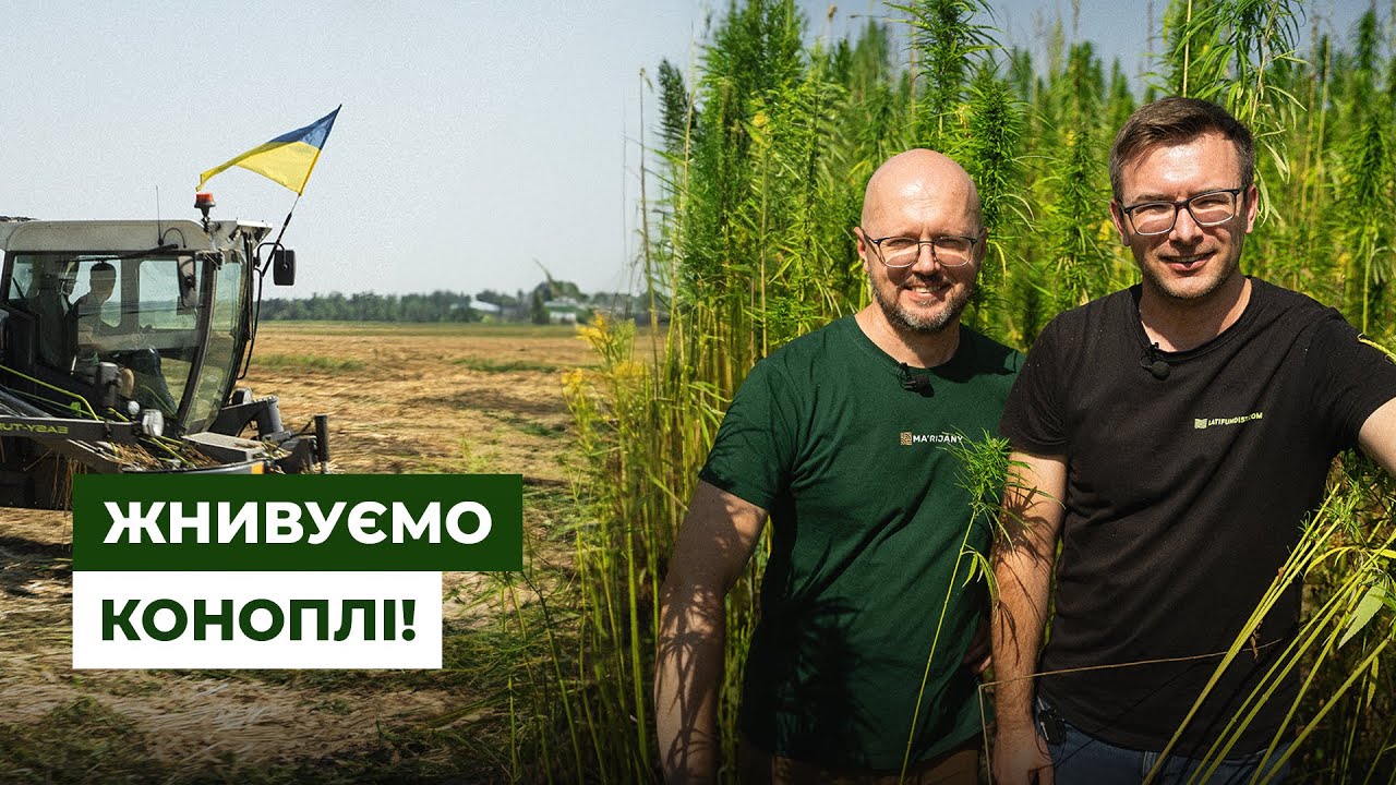 Перший сезон сіємо технічні коноплі! Репортаж з Житомирщини | Latifundist