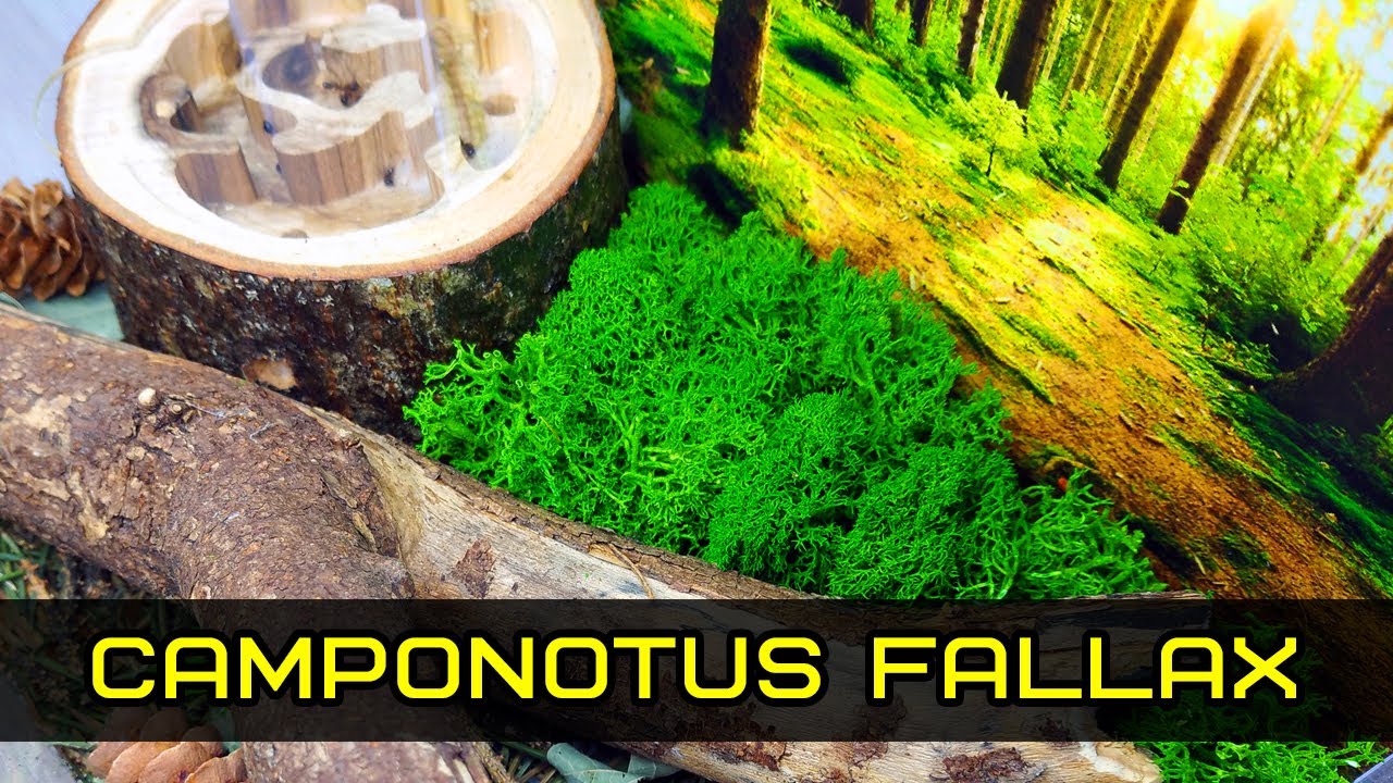 Camponotus fallax: обзор, описание, содержание и заселение в деревянный формикарий