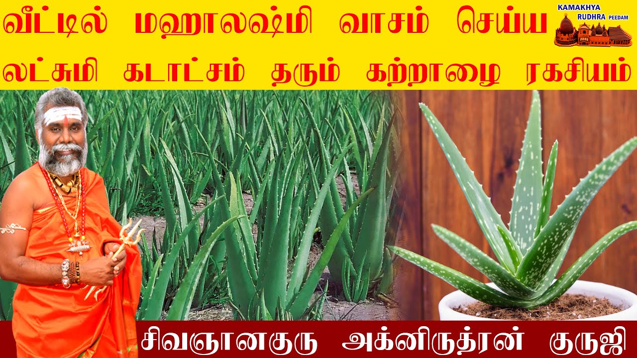 வீட்டில் மஹாலக்ஷ்மி வாசம் செய்ய சுபிக்ஷம் உண்டாக   இதை செய்யுங்கள்|கற்றாழை ரகசியம்|Alovera ருத்ரன்ஜி