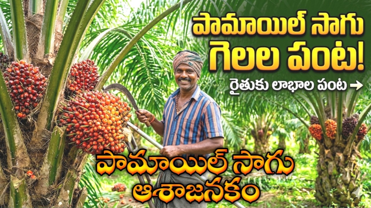 పామాయిల్‌ సాగు ఆశాజనకం..|| Sagevideos Sage media #Palm oil #agriculture #apgovernment