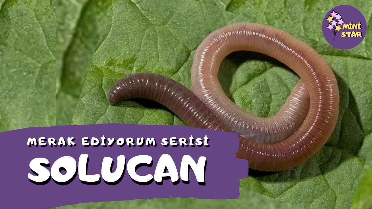 Solucanlar Nasıl Yaşar? * Merak Ediyorum Serisi * Okul &Ouml;ncesi / İlkokul