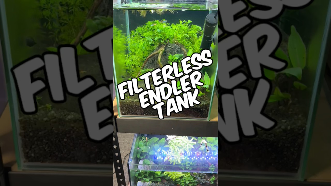Мой аквариум без фильтра для живых рыбок Endler's Livebearer и гуппи Endler's!