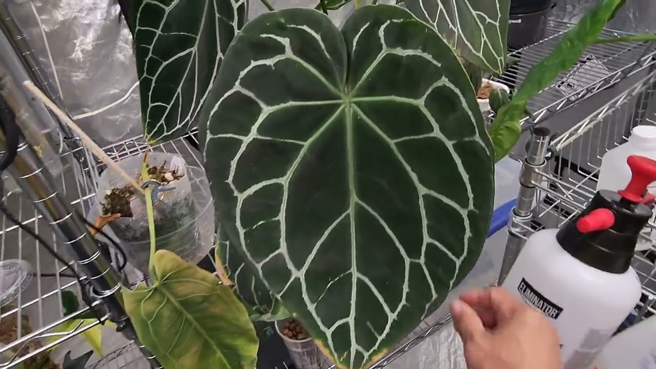 Grow tent update with what rare plants are inside.