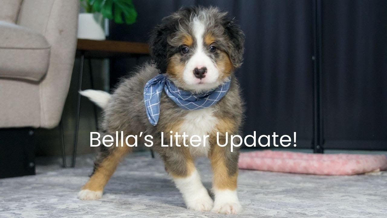 Bella's Available Bernedoodles Here At Serenity Hill!