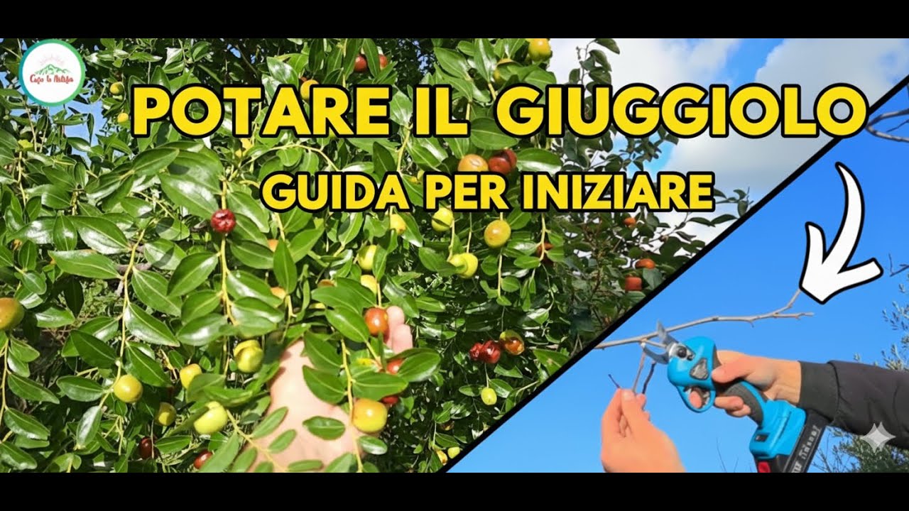 POTARE IL GIUGGIOLO IN MODO SEMPLICE E VELOCE - LA JUJUBA - Ziziphus