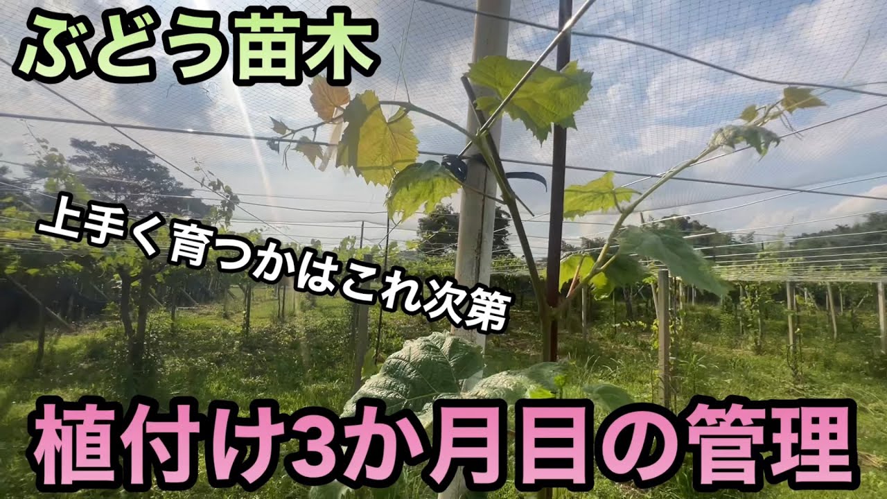 ぶどう苗木植付け3〜4か月目の管理〜樹形やその先の成長を大きく左右する時期の管理〜2023-06-24