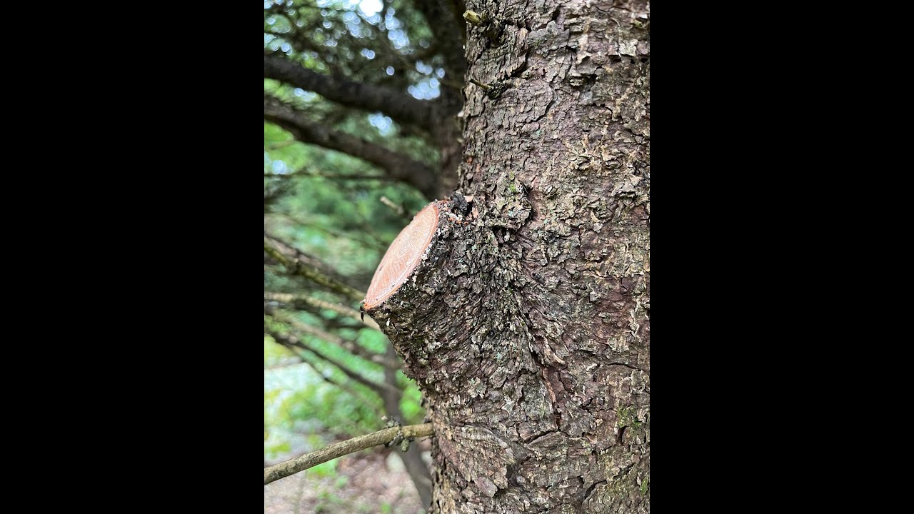 Proper Pruning of Spruce
