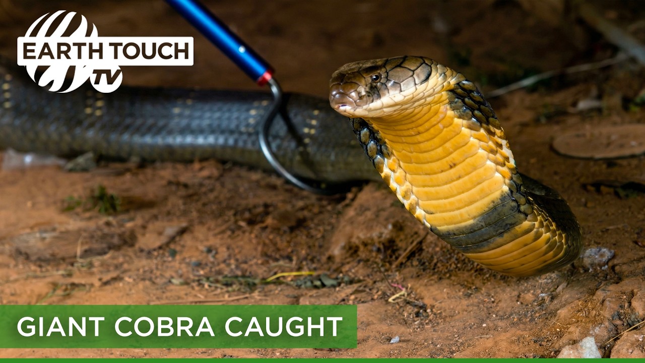 King Cobra Rescue! Handler Captures Giant Snake