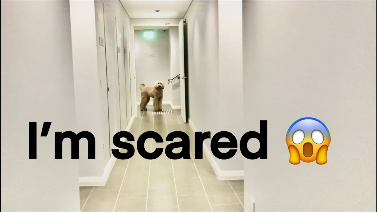 Dog Reacts to An Automatic Door - from being scared to confident