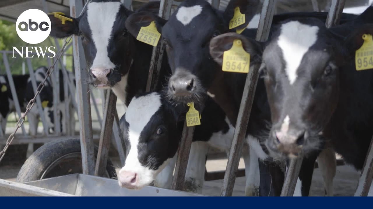 Bird flu strain found in wild birds detected in dairy cattle for 1st time