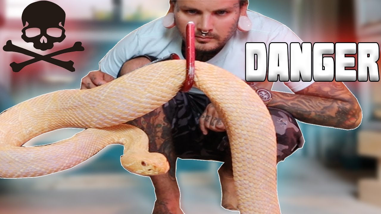 My Rattlesnakes want me DEAD! | Tyler Nolan