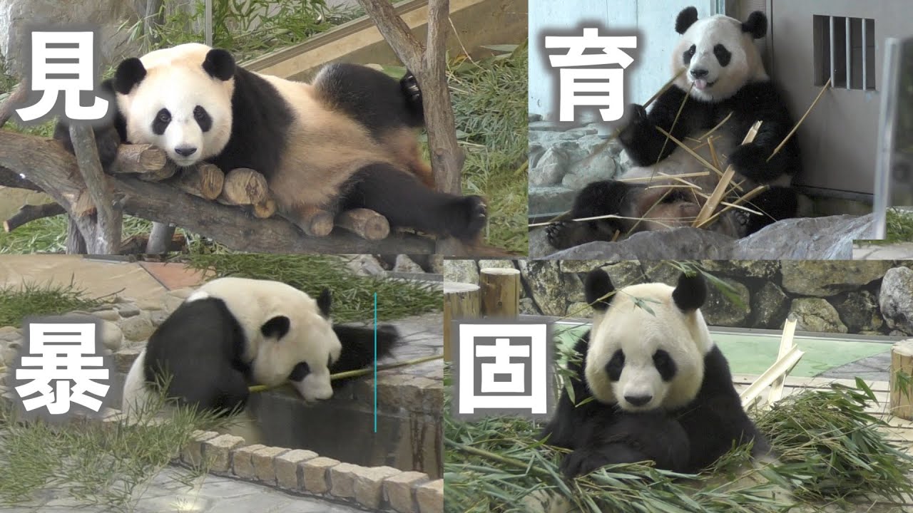 【お久しぶり✨】良ちゃんと愉快な娘たち🥰【パンダ家族】Giant Panda Family