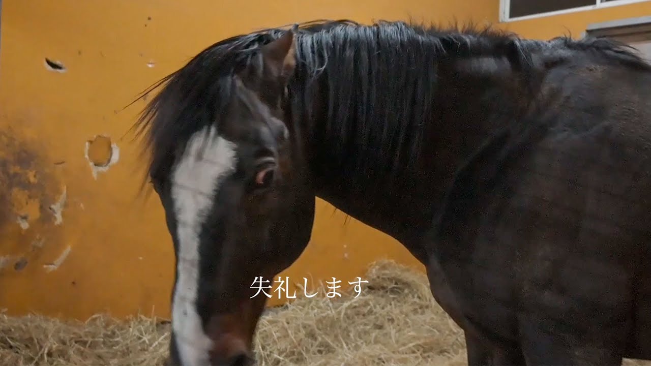 突撃 タニノギムレットの晩ごはん｜ヴェルサイユリゾートファーム