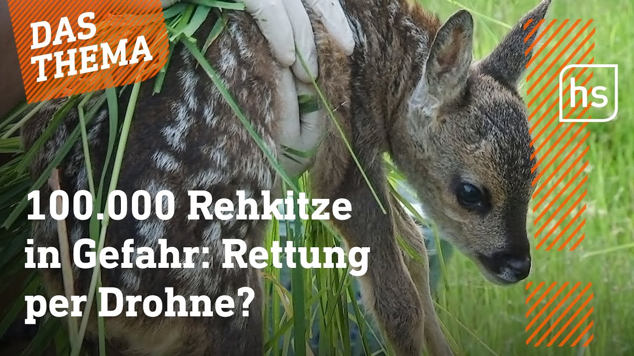 Rettet die Rehkitze! Tausende sterben durch Mähwerk! | hessenschau DAS THEMA