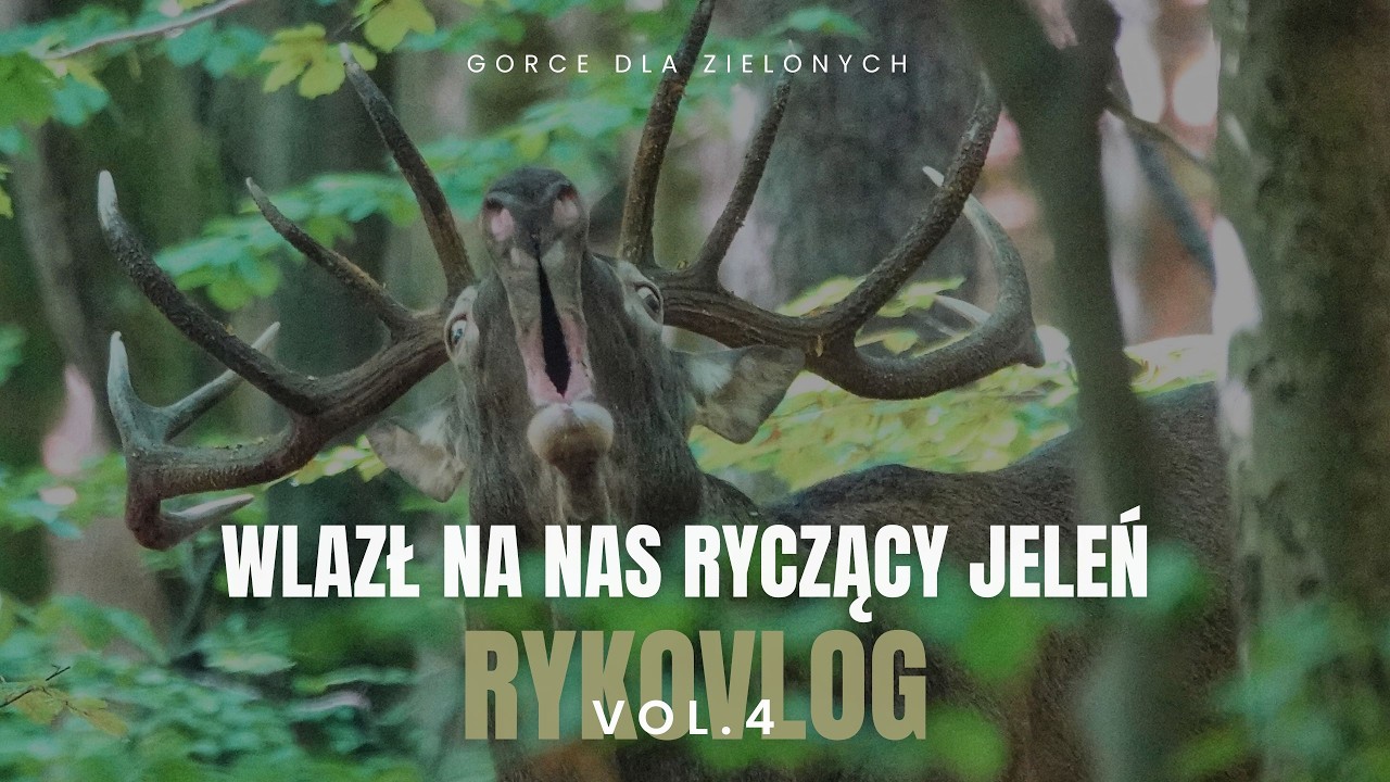 Wlazł na nas RYCZĄCY BYK !!! oj działo się w 