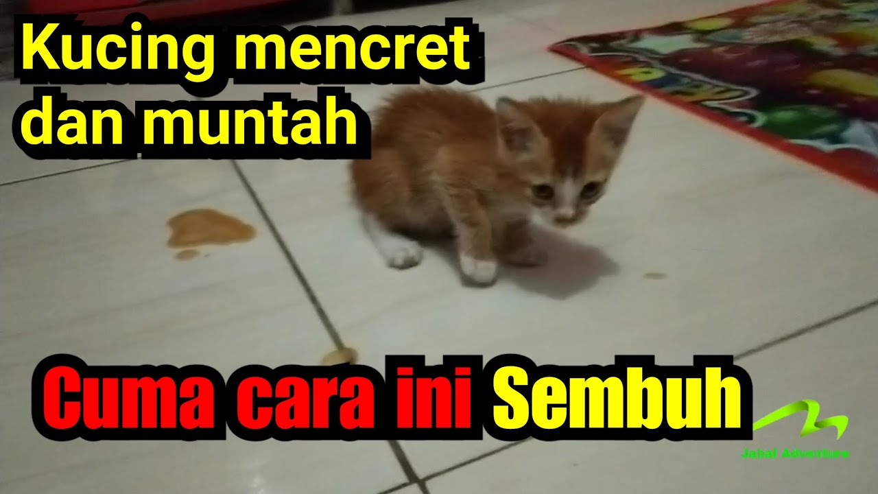 Kucing mencret dan muntah