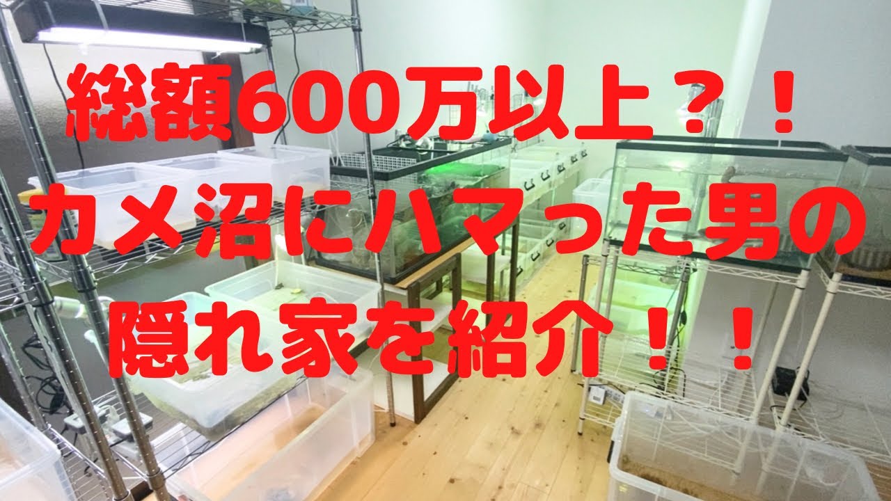 カメ飼育部屋を紹介します！