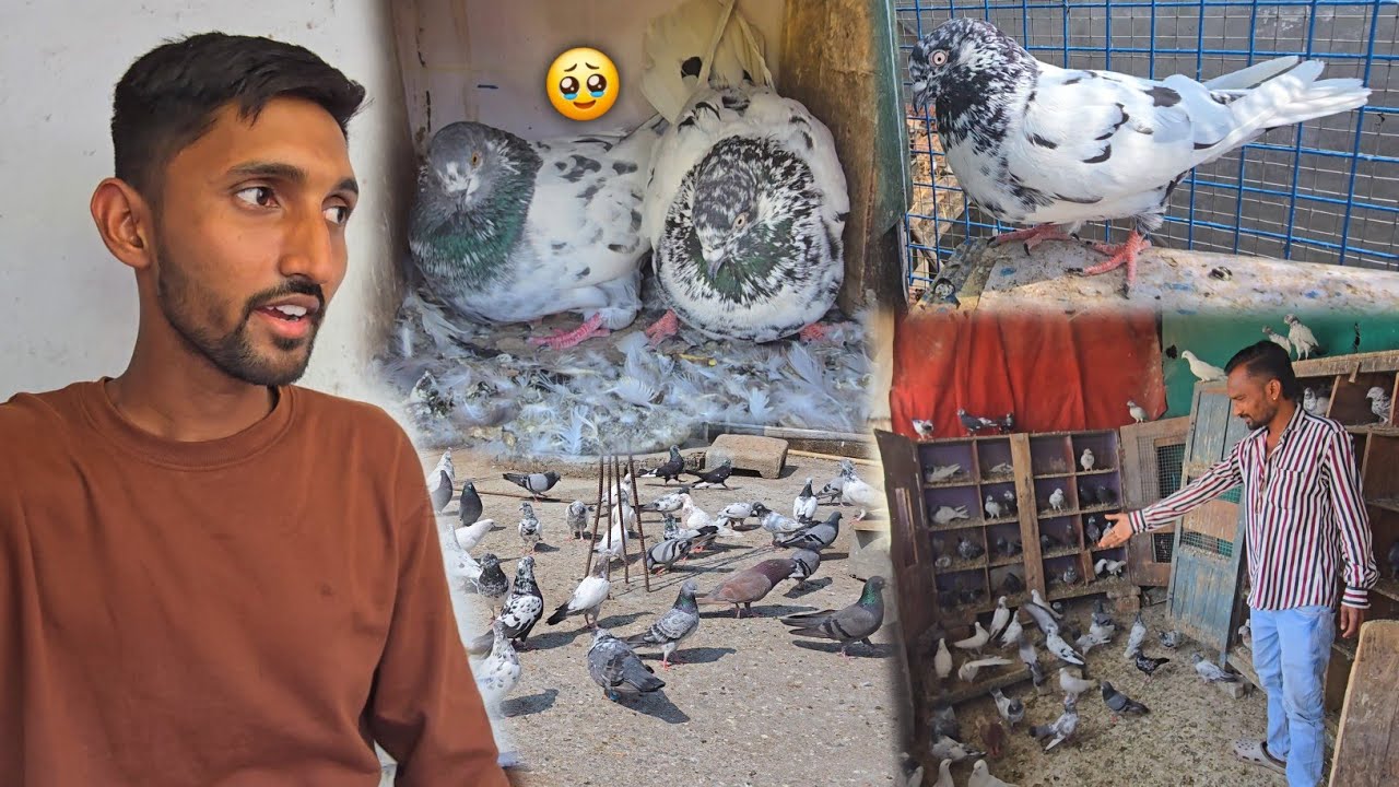 Pakda Hua Kabootar Ek Mahine Baad Wapas Kr Diya 🙂