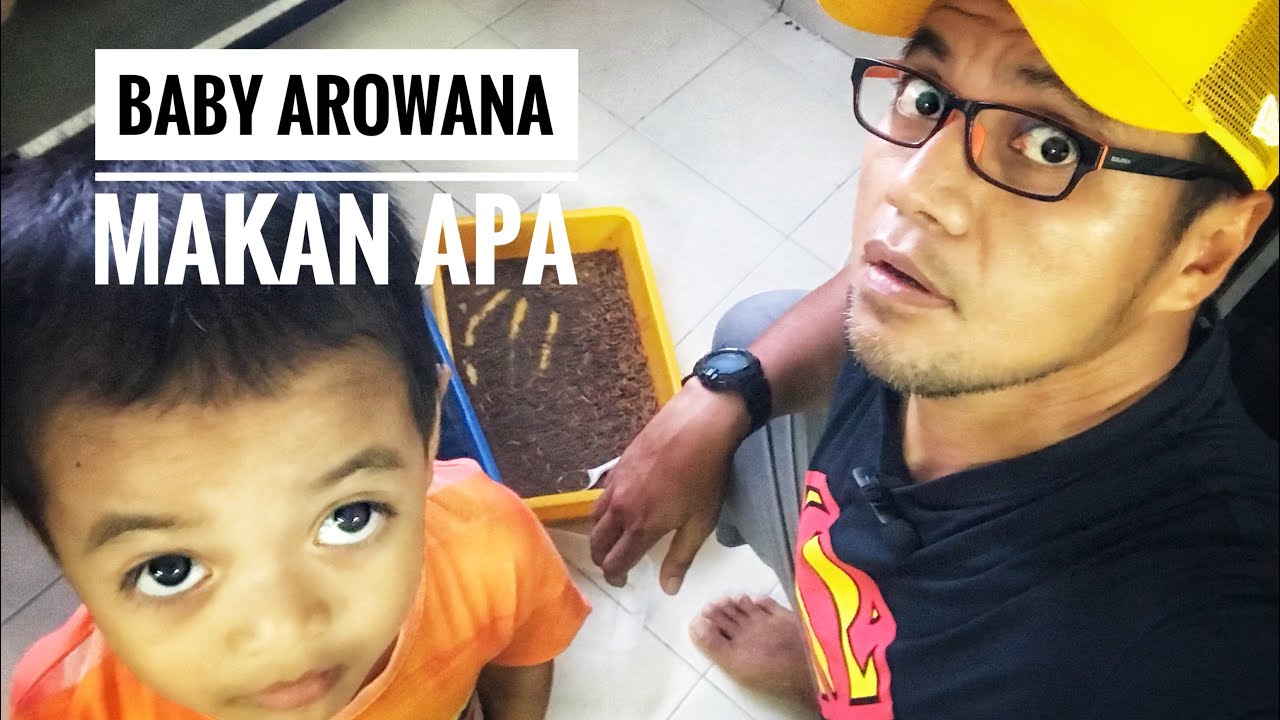 Baby arowana anda makan apa?