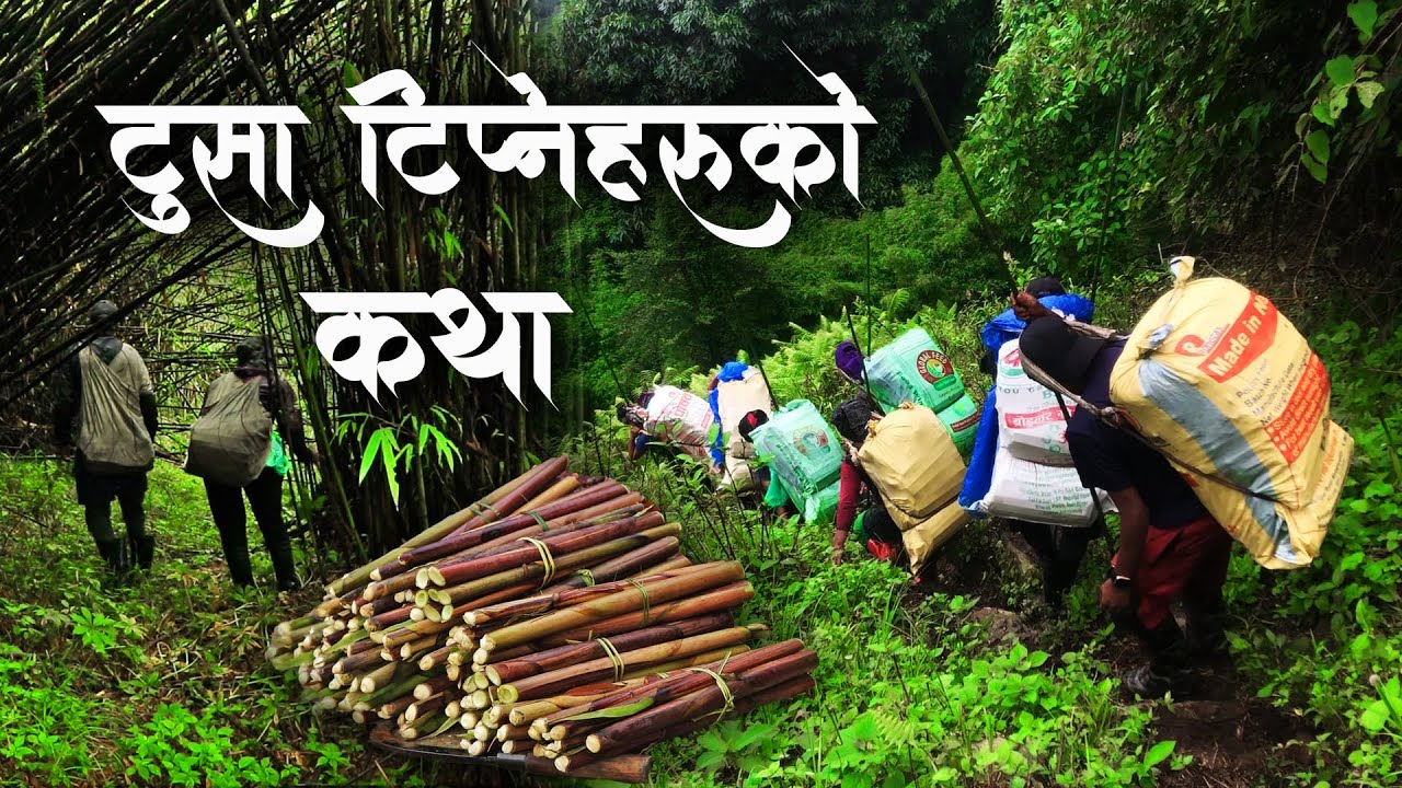 टुसा टिप्नेहरुको कथा - Documentary || A Story of Himalayan Bamboo Shoots