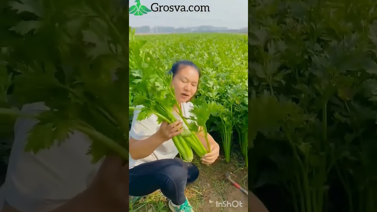 Biggest Coriander #gardening #coriander