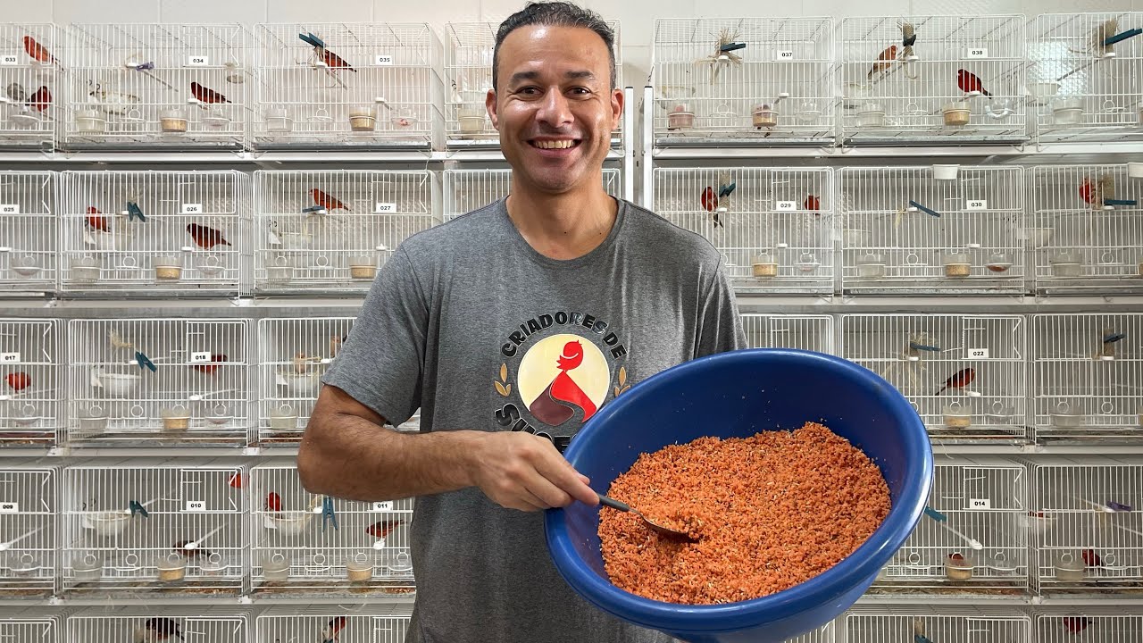 Aula 36: A MELHOR ALIMENTAÇÃO para o período de REPRODUÇÃO dos CANÁRIOS