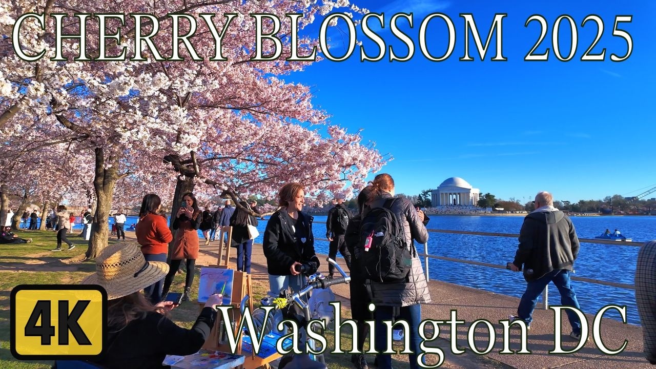 🇺🇸 Cherry Blossom Festival Washington DC 2025 - Cherry Blossom Season USA 🌸