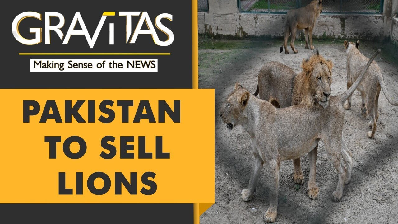 Gravitas: Pakistan zoo to auction 12 lions