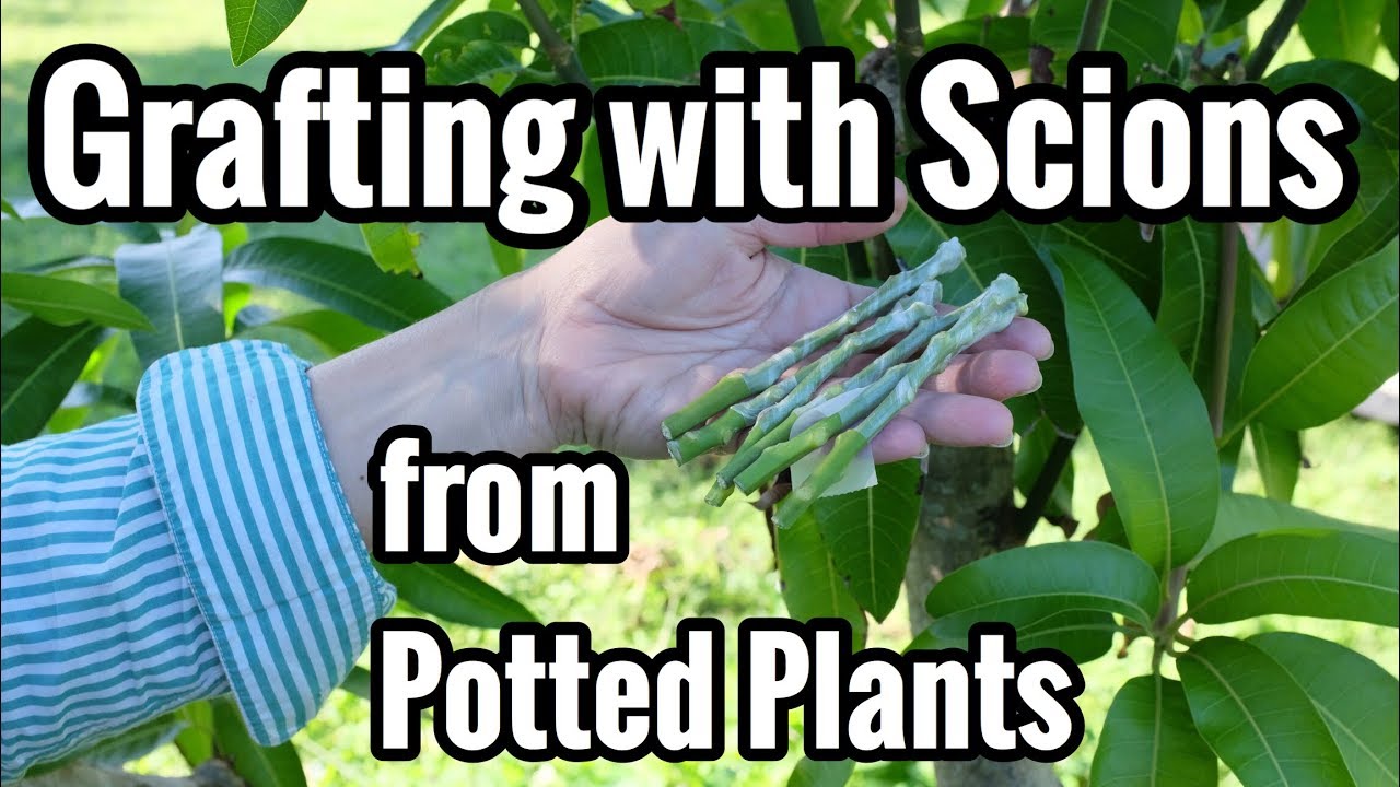 Grafting with Scions from Potted Plants
