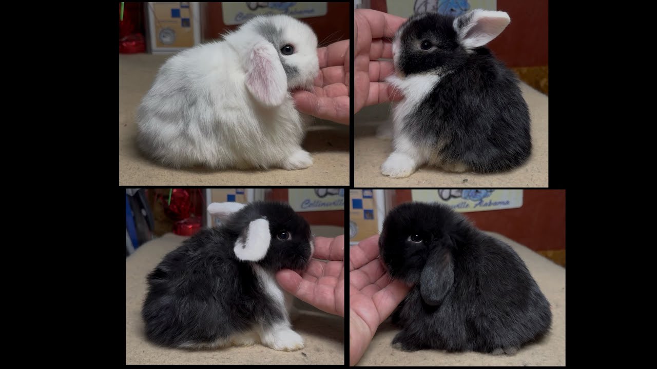 Georgette & Momiji Holland Lop Litter 30 Days Old