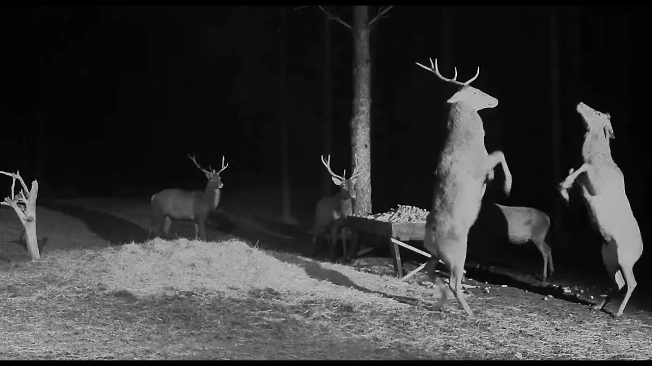 2025-03-10 Hirvekaamera, Norman loses his antlers, red deer