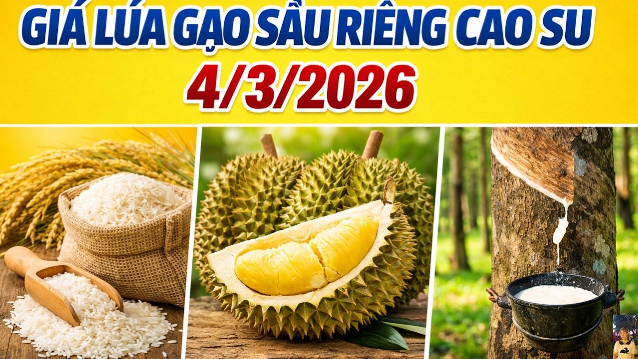 Giá lúa gạo, sầu riêng, cao su 4/3/2026 | Tiên Lisa