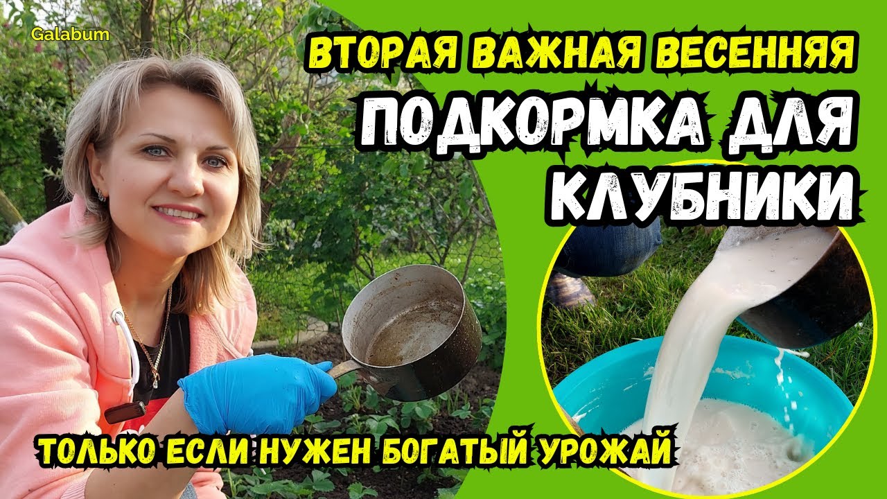 Только если нужен БОГАТЫЙ УРОЖАЙ КЛУБНИКИ подкормите её этим.... @GALABUM