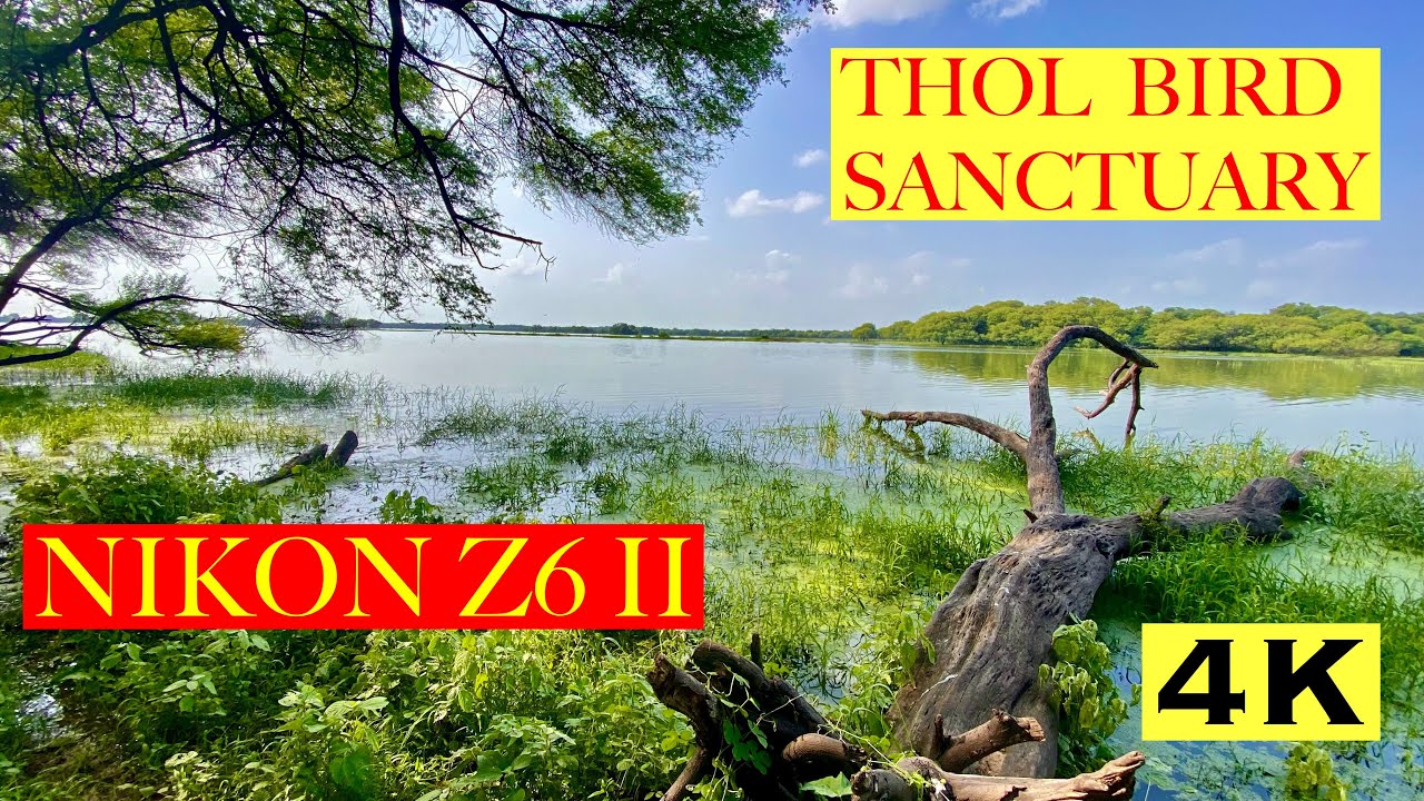 Thol Bird Sanctuary Gujarat with Nikon Z6 ii in Monsoon #nikonz6ii #birdphotography #nature