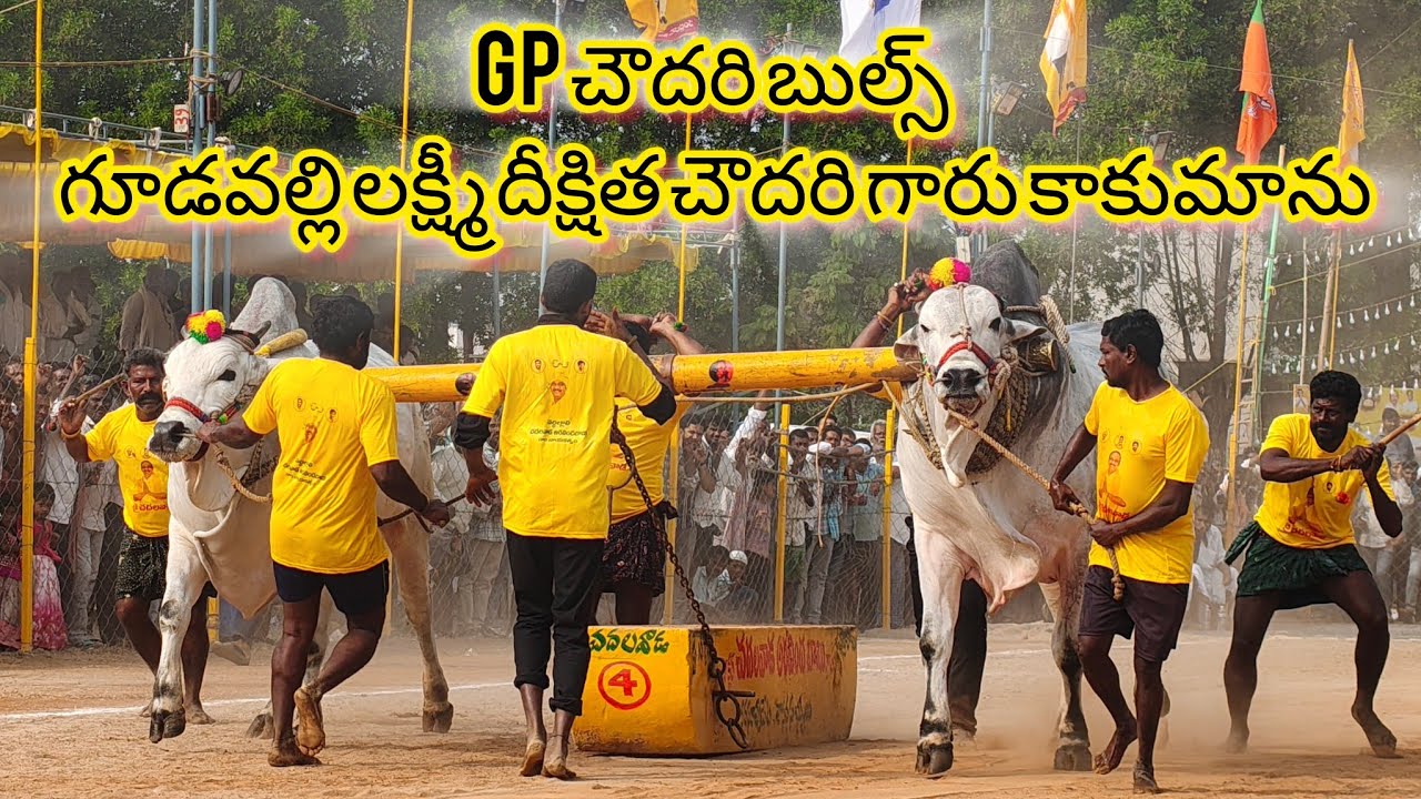 చిలకలూరిపేట గ్రామం న్యూ కేటగిరి విభాగం 5వ జత GP చౌదరి బుల్స్
