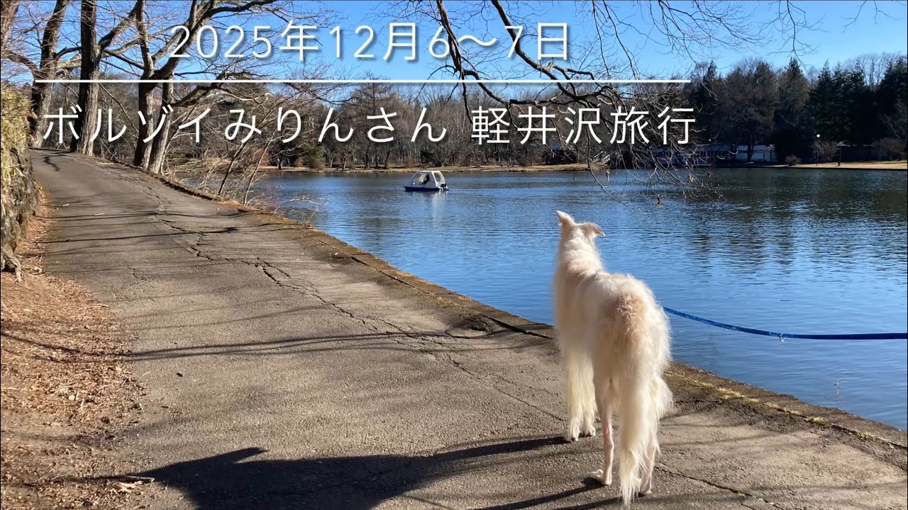 ボルゾイ　みりんさん　2025年最後の旅行は軽井沢。色々あった2025年ももう最後。来年は9才だからがんばろっと…（2025年12月6〜7日　超大型犬　軽井沢旅行）