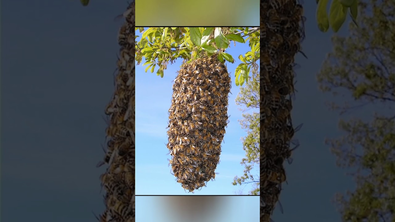 واوحى ربك الى النحل ان اتخذي من الجبال بيوتا