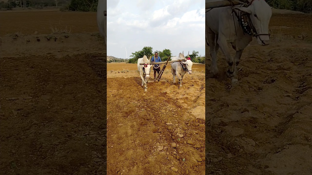 palledoddi Harikrishna khillari bulls amazing #bull #cow #farming #viral #telugu