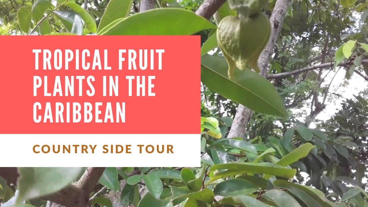 tropical Fruit Plants in the Caribbean / Part 1