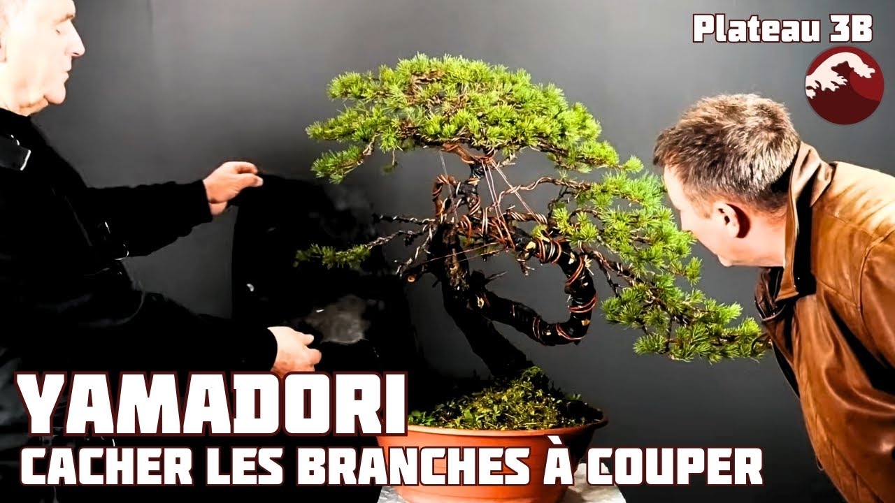 Torsion SPECTACULAIRE sur un YAMADORI - LE PIAF - 🌱NEJIKAN BONSAI 🌱