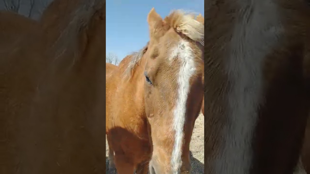 petting horses