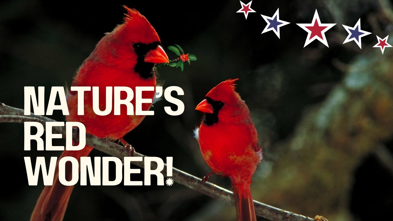 Red Cardinal | One of the Most Beautiful and Recognizable Birds in the United States