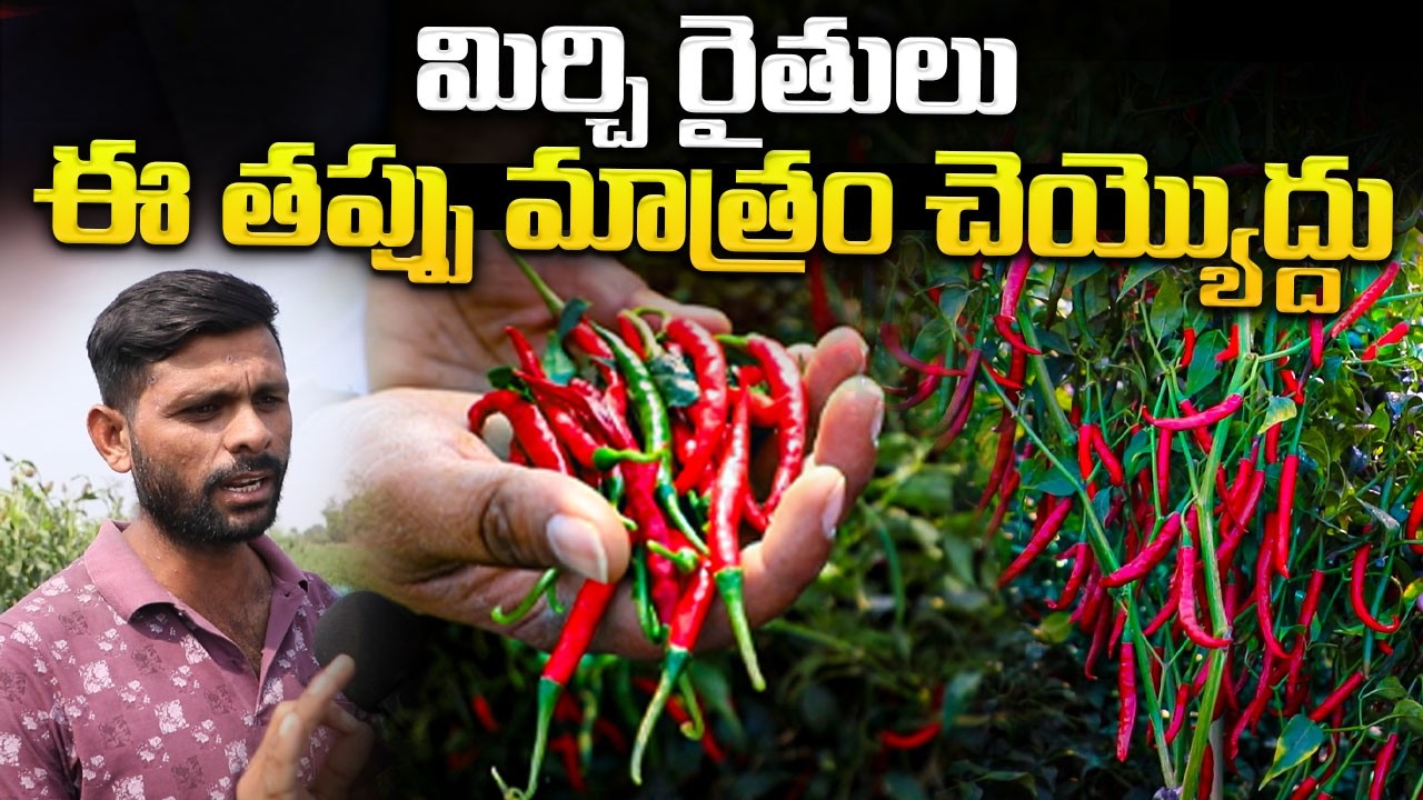మిర్చి రైతులు ఈ తప్పు మాత్రం చెయ్యొద్దు |Mirchi seeds | #anchornagesh @Signature Studios