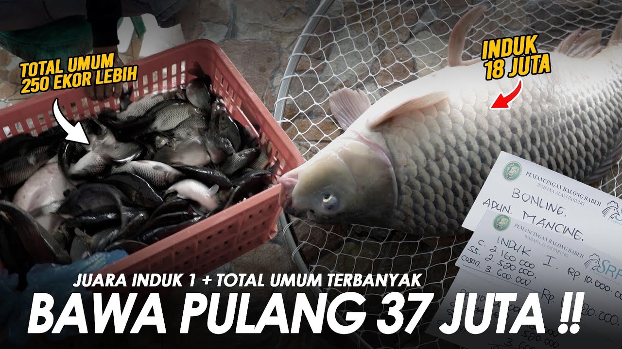 PECAH REKOR DI AWAL TAHUN !! INDUK TERBERAT + TOTAL TERBANYAK UMUM BAWA PULANG 37jt || Am#551